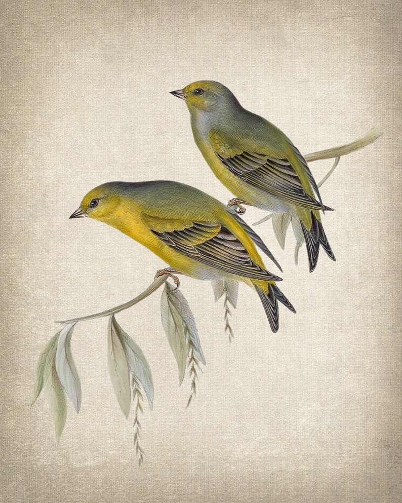 May include: Two yellow and green birds perched on a branch with green leaves. The birds are facing different directions and have a detailed, realistic appearance.
