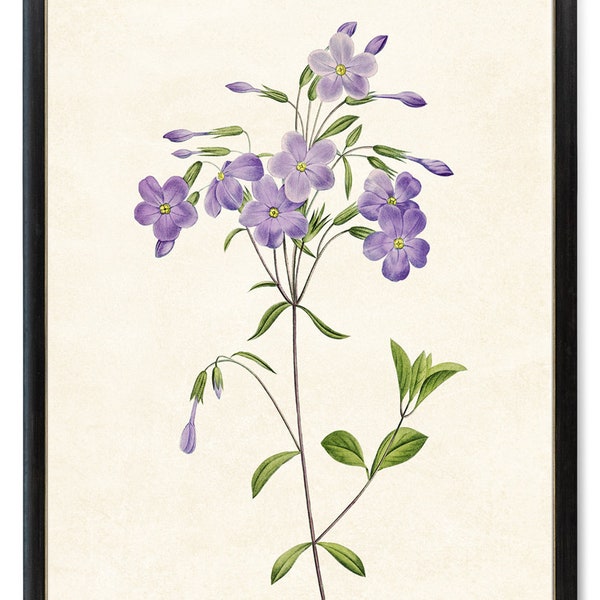 Lavender Purple Phlox Flower Printable, Vintage Illustration, Botanical Wall Art Print INSTANT DOWNLOAD