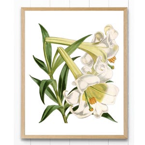 Lirio de Pascua imprimible, ilustración de flor vintage, impresión botánica para pared. DESCARGA INSTANTÁNEA.