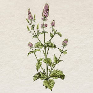 Clipart de erva de hortelã com flores, ilustração de ervas botânicas vintage para impressão, clipart de uso comercial, arquivo PNG de fundo transparente