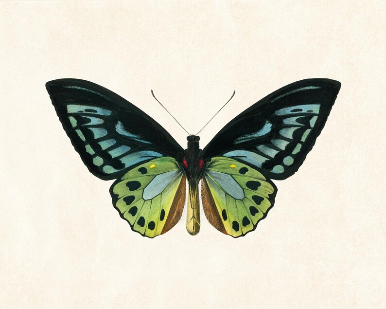 Green Birdwing Butterfly Printable Art, Vintage Insect Illustration, Natural History, Minimal Wall Art Decor INSTANT DOWNLOAD image 4