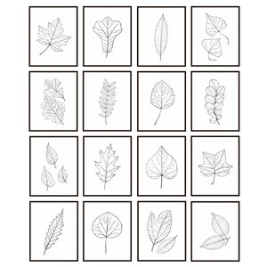 Leaf Line Art Printables, Set of 16 Vintage Botanical Drawings, Black and White Decor, Minimalist Prints INSTANT DOWNLOAD