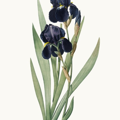 Dark Blue Iris Flower Clipart Digital Download Vintage - Etsy