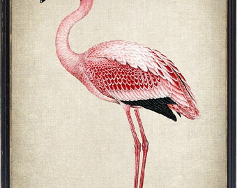 Pink Flamingo Print, Vintage Bird Illustration, Instant Wall Art Printable, Digital Download