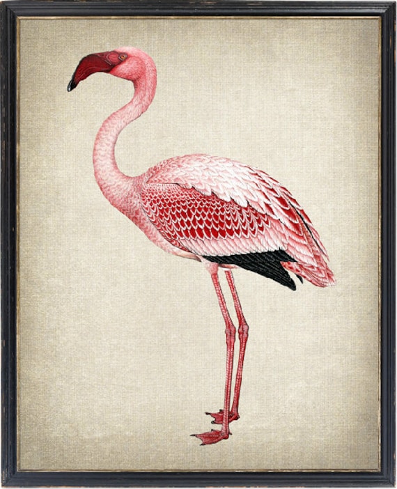 Pink Flamingo Print, Vintage Bird Illustration, Instant Wall Art Printable,  Digital Download