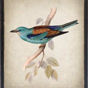 European Roller Bird Printable, Vintage Illustration, Natural History Wall Art Print, Instant Download Digital Print