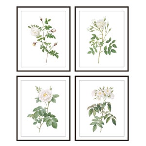 White Roses Set of 4 Digital Download, Vintage Rose Illustrations,  White Flowers Botanical Wall Art, Printable P.J. Redoute Illustration