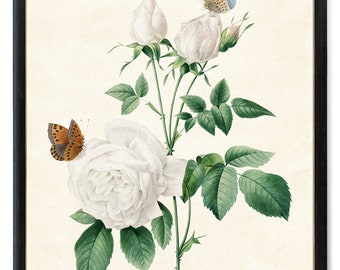 White Roses Printable, P.J. Redoute Antique Illustration, Rose and Butterfly Wall Art Print INSTANT DOWNLOAD