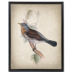 Fieldfare Thrush Digital Print, Antique Illustration, Vintage Natural History Bird, Printable Wall Art INSTANT DOWNLOAD