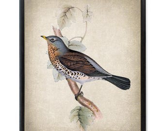 Fieldfare Thrush Digital Print, Antique Illustration, Vintage Natural History Bird, Printable Wall Art INSTANT DOWNLOAD