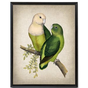Impresión digital de agapornis de Madagascar, ilustración vintage de loro, decoración de aves tropicales, arte mural imprimible (descarga instantánea)