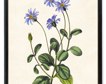 Blue Flowers Digital Download, 'Blue Cineraria' Vintage Flower Illustration, Botanical Wall Art Printable