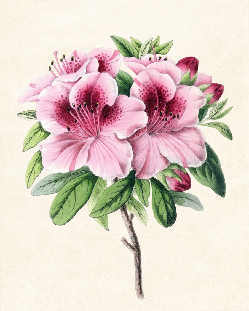 Pink Azaleas Digital Print, Vintage Azalea Flower Illustration ...