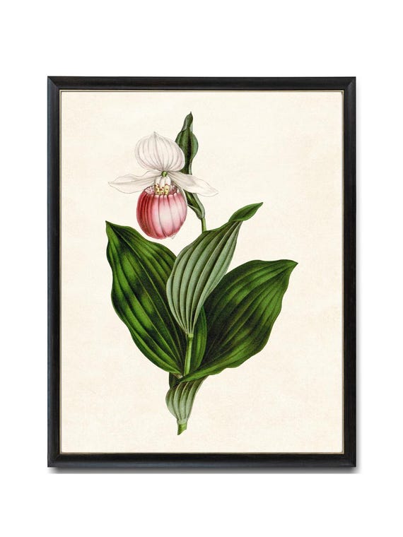 Rosa und weie Frauenschuh Orchidee druckbare, Vintage Illustration,  botanische Wand Kunst Druck sofortiger digitaler Download - Etsy.de