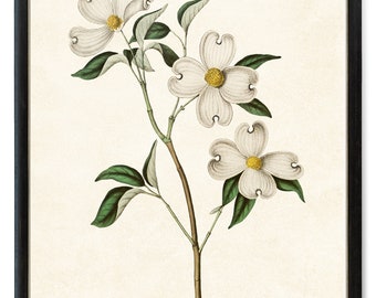 Print Up To 24x30 Inches White Dogwood Printable, Vintage Illustration, 'Cornus Florida' Botanical Wall Art Print INSTANT DOWNLOAD