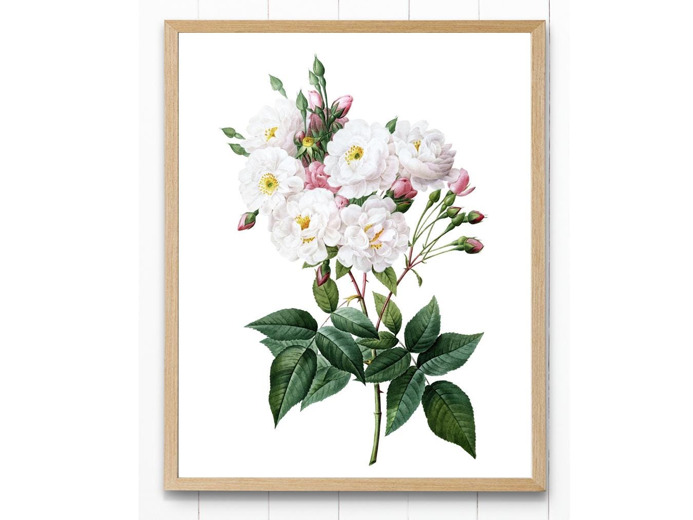 White and Pink Roses Printable, Antique Flower Illustration, Botanical Wall Art Print INSTANT DOWNLOAD