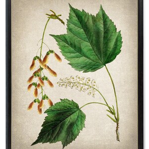 Puede incluir: Una ilustración botánica vintage de un arce con hojas verdes y vainas de semillas marrones. La ilustración está sobre un fondo beige texturizado.
