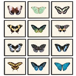 May include: A collection of twelve framed butterfly prints. Each print features a different butterfly species, showcasing a variety of colors and patterns, including blue, green, yellow, and black. The butterflies are set against a cream-colored background.