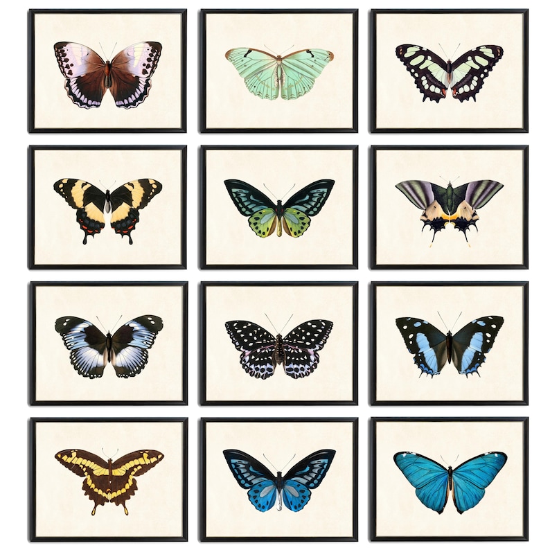 May include: A collection of twelve framed butterfly prints. Each print features a different butterfly species, showcasing a variety of colors and patterns, including blue, green, yellow, and black. The butterflies are set against a cream-colored background.