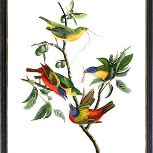 May include: A vintage illustration of four colourful birds perched on branches of a leafy tree. The birds are a green and yellow bird, a red, blue and yellow bird, and two red, blue and green birds.