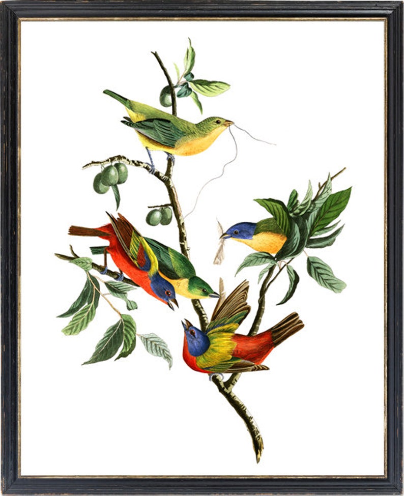 May include: A vintage illustration of four colourful birds perched on branches of a leafy tree. The birds are a green and yellow bird, a red, blue and yellow bird, and two red, blue and green birds.