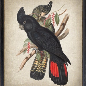 Parrot Printable, Red-tailed Black Cockatoo Vintage Illustration, Exotic Bird Decor, Wall Art Print INSTANT DOWNLOAD
