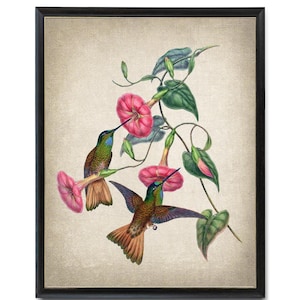 Impression d'art oiseau et botanique, illustration vintage de colibri « étoile à queue chamois », art mural numérique imprimable téléchargement immédiat