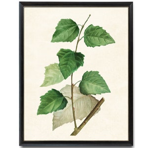 Digital Download Art Print / White Poplar Tree Branch Vintage Botanical Illustration