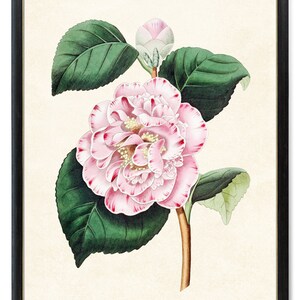 Print Up To 24x30 Inches Pink Flower Printable, Camellia Japonica Antique Illustration, Botanical Print INSTANT DOWNLOAD