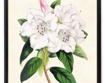 White Flowers Digital Print, Vintage Flower Illustration, Rhododendron 'Princess Alice' Printable Wall Art INSTANT DOWNLOAD