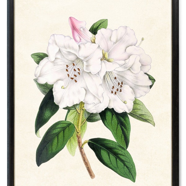 White Flowers Digital Print, Vintage Flower Illustration, Rhododendron 'Princess Alice' Printable Wall Art INSTANT DOWNLOAD