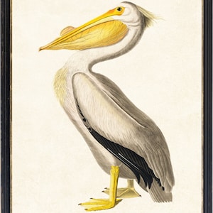K&ouml;nnte beinhalten: Ein gerahmter Vintage-Druck eines Pelikans. Der Vogel ist im Profil dargestellt, mit einem langen gelben Schnabel und einem wei&szlig;en und grauen K&ouml;rper. Die Beine und F&uuml;&szlig;e des Pelikans sind gelb, und der Hintergrund ist cremefarben. Der Rahmen ist schwarz.