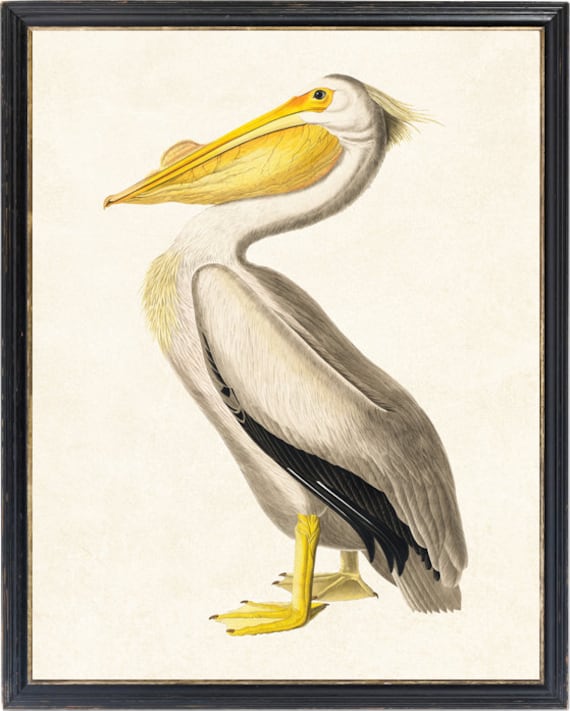 11x14 Inch Pelican Art Printable, Vintage Bird Illustration, 'American White Pelican' Audubon Wall Art Digital Download