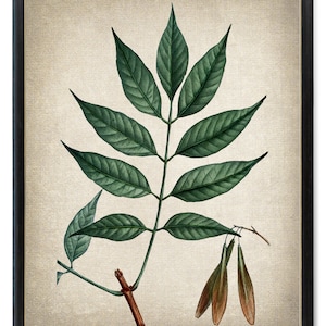 Print Up To 24x30 Inches Red Ash Tree Branch Digital Print, Vintage Botanical Illustration, Plant Study, Printable Wall Art INSTANT DOWNLOAD