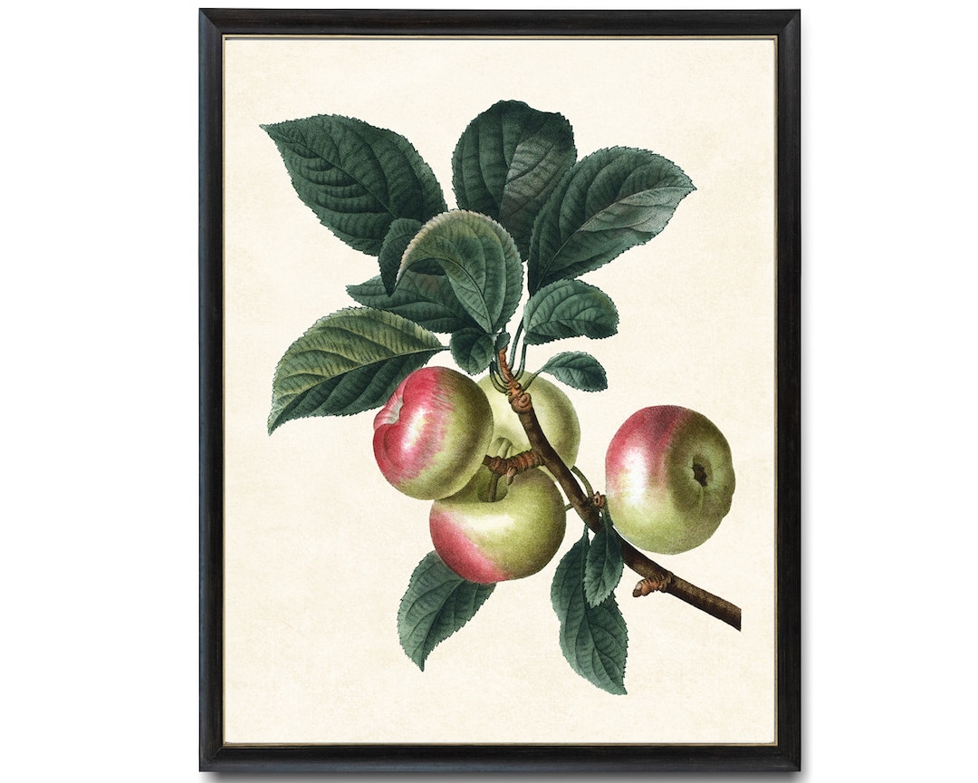 Apples Printable Art, Antique Fruit Illustration, Apple Branch ...