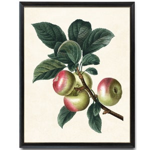 Apples Printable Art, Antique Fruit Illustration, Apple Branch Botanical Wall Art INSTANT DOWNLOAD