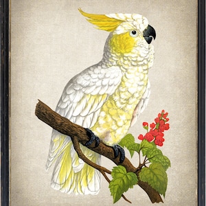 Lemon Crested Cockatoo Digital Print, Vintage Parrot Illustration, Natural History Printable Wall Art, Instant Download