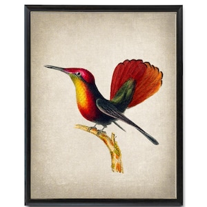Impressão digital de beija-flor topázio rubi, ilustração vintage de pássaro, arte de parede de beija-flor para imprimir - DOWNLOAD INSTANTÂNEO