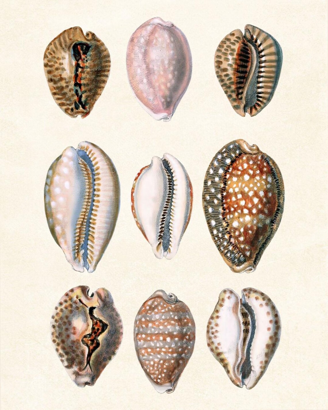 Shell Prints Small Shells Set of 12 Shells, 8x10 Digital Prints, Vintage Seashell Illustrations ...