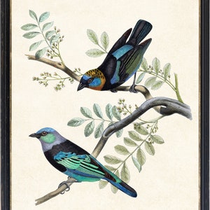May include: Framed print featuring two vibrantly colored birds perched on a branch with green leaves. The birds have blue, green, and black plumage. The artwork is set against a cream-colored background and framed in a black wooden frame.