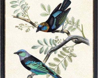 Könnte beinhalten: Gerahmter Druck mit zwei farbenfrohen Vögeln auf einem Ast mit grünen Blättern. Die Vögel haben blaues, grünes und schwarzes Gefieder. Das Kunstwerk ist vor einem cremefarbenen Hintergrund und in einem schwarzen Holzrahmen gerahmt.