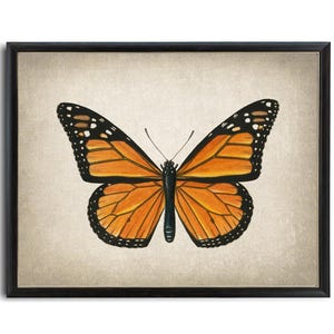 Art imprimable papillon monarque, illustration d'insecte vintage, histoire naturelle, décoration d'art murale minimale TÉLÉCHARGEMENT IMMÉDIAT image 3