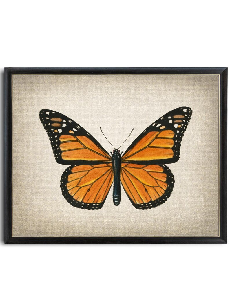 Art imprimable papillon monarque, illustration d'insecte vintage, histoire naturelle, décoration d'art murale minimale TÉLÉCHARGEMENT IMMÉDIAT image 3