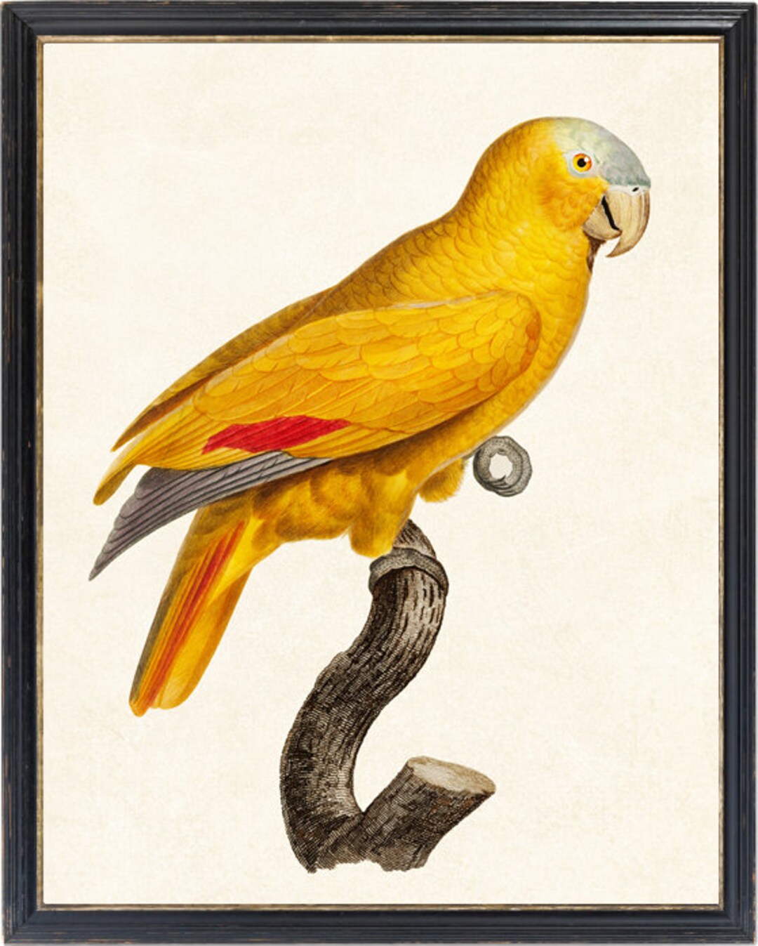 11x14 Yellow Amazon Parrot Art Printable, Vintage French Bird