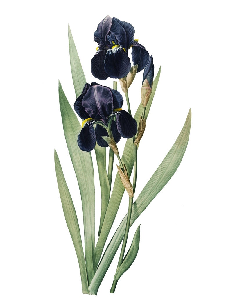 Printable Dark Blue Iris Antique Flower Illustration Minimal - Etsy