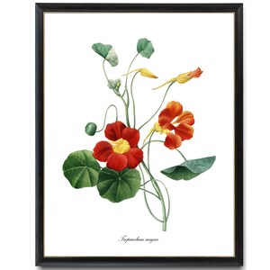 Download digital de chagas de jardim, PJ Redoute Art 'Tropaeolum majus', ilustração vintage, arte botânica de parede de flores laranja para impressão