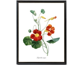 Garden Nasturtium Digital Download, P.J. Redoute Art 'Tropaeolum majus', Vintage Illustration, Orange Flowers Botanical Wall Art Printable