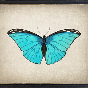 Blue Morpho Butterfly Printable Art, Vintage Insect Illustration ...