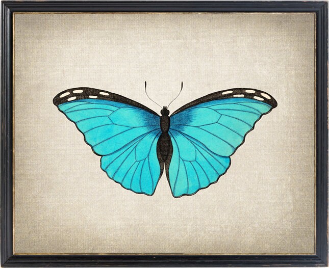 Blue Morpho Butterfly Printable Art Vintage Insect - Etsy
