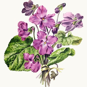 Clipart z fiołkami francuskimi, ilustracja kwiatów w stylu vintage, natychmiastowe pobieranie, do druku, do użytku komercyjnego, przezroczyste tło pliku PNG